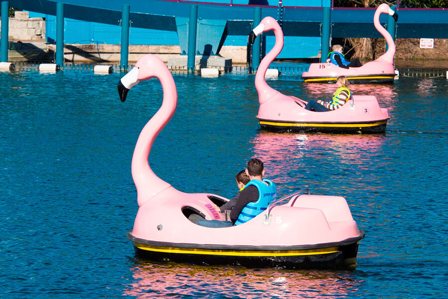 Flamingo Paddle Boats